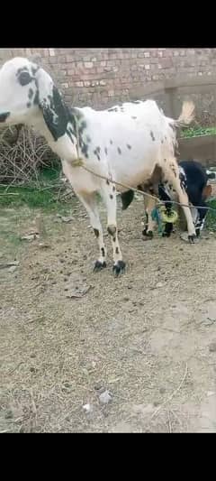 Desi bakri with 2 baby male and female