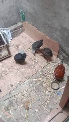 3 healthy Hens