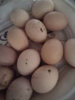 aseel fertile eggs