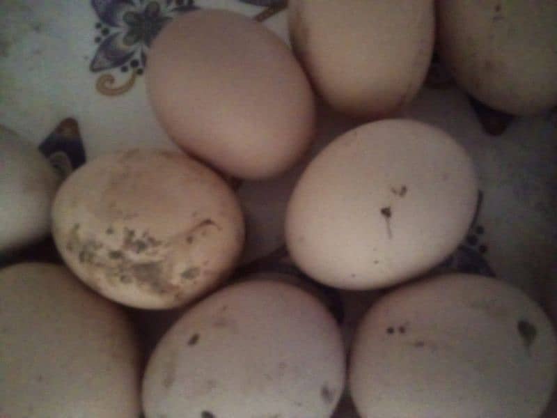 aseel fertile eggs 1