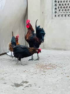 ando ke garty 3 Desi hens or 1 murhga