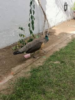 peacock | Peacock Pair | Breeder peacock | مور | Peacock for Sale