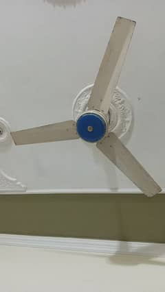 fenus fan