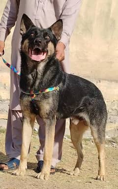 Alsatian bagiyari male age 10 months full security Dog