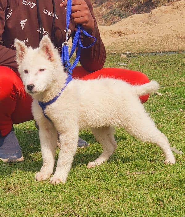 white Garman shepherd female 3 moth for sale 1