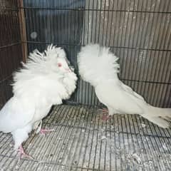 fancy pigeons