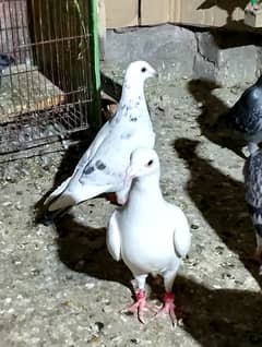 Total Qasad pigeon's Urgent for sale.