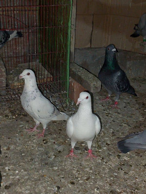 Total Qasad pigeon's Urgent for sale. 1