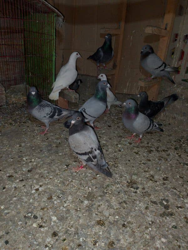 Total Qasad pigeon's Urgent for sale. 2