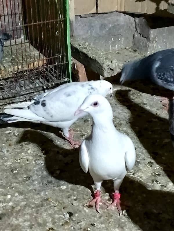 Total Qasad pigeon's Urgent for sale. 3