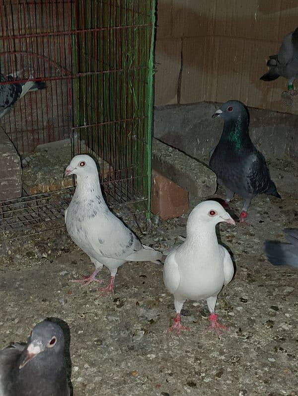 Total Qasad pigeon's Urgent for sale. 4