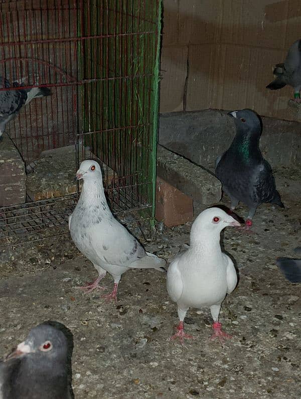 Total Qasad pigeon's Urgent for sale. 5