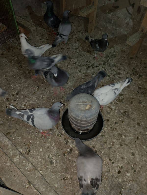 Total Qasad pigeon's Urgent for sale. 6