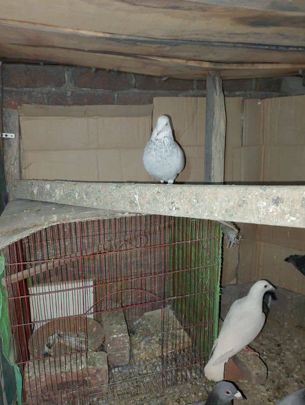 Total Qasad pigeon's Urgent for sale. 7