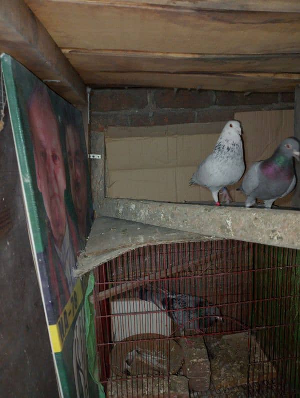 Total Qasad pigeon's Urgent for sale. 8