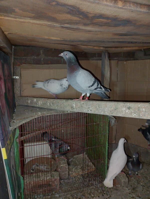 Total Qasad pigeon's Urgent for sale. 9