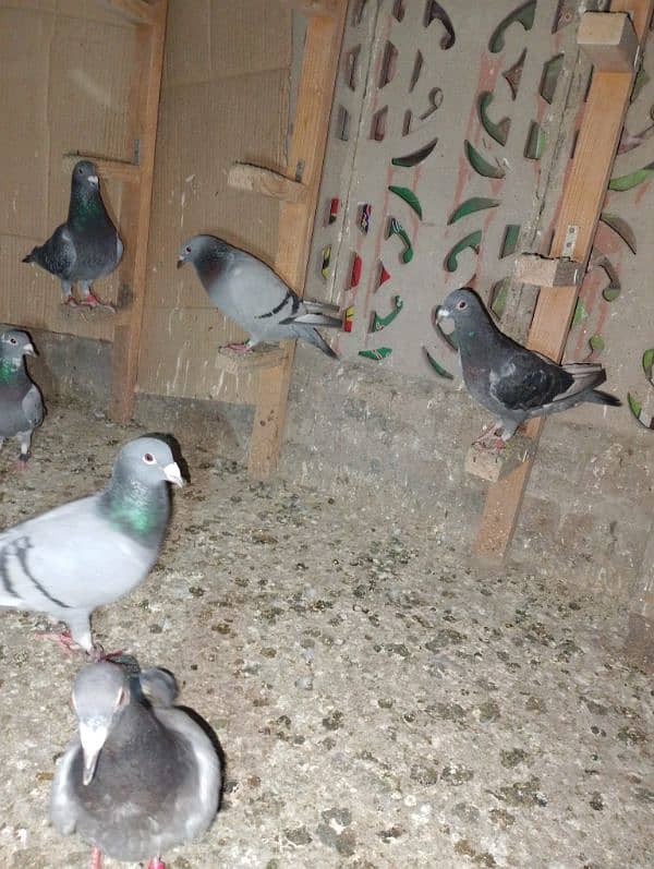 Total Qasad pigeon's Urgent for sale. 10