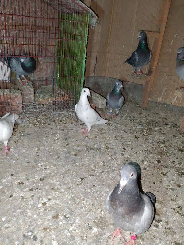 Total Qasad pigeon's Urgent for sale. 11