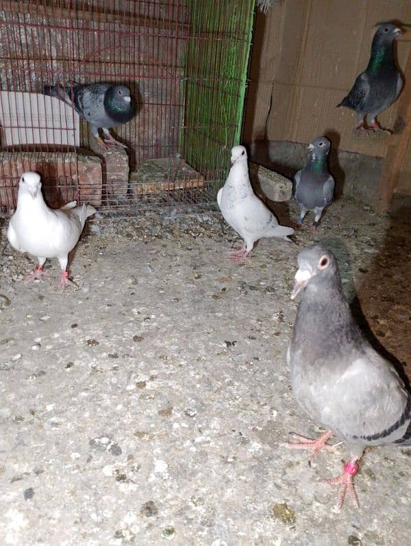 Total Qasad pigeon's Urgent for sale. 12