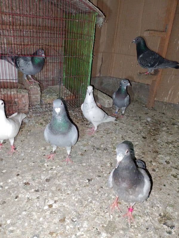 Total Qasad pigeon's Urgent for sale. 13