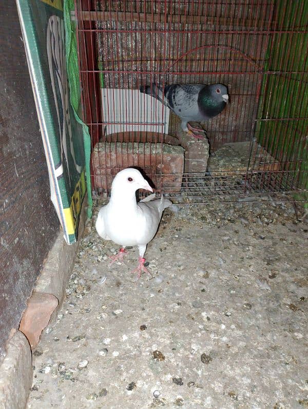 Total Qasad pigeon's Urgent for sale. 14