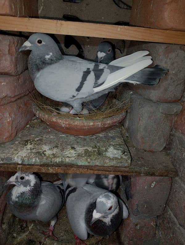 Total Qasad pigeon's Urgent for sale. 15