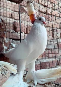 female pigeon