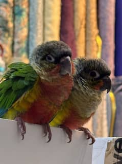 Green conure