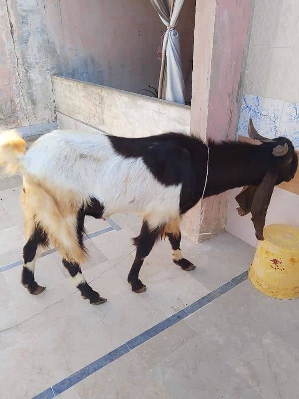 Goat (Bakra) 6 Daant 0