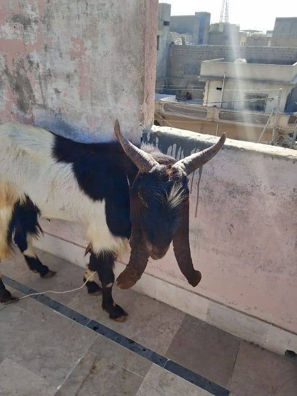 Goat (Bakra) 6 Daant 1