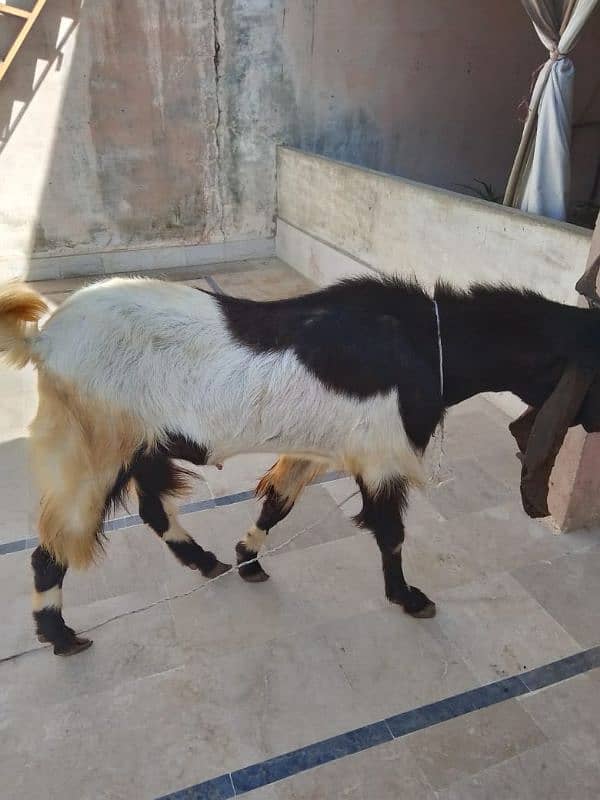 Goat (Bakra) 6 Daant 2