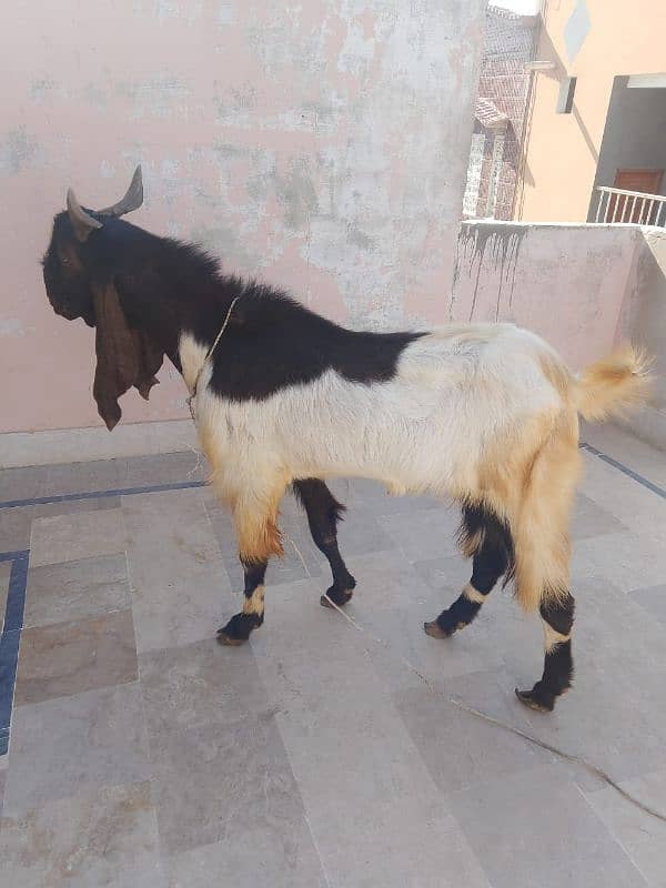 Goat (Bakra) 6 Daant 3