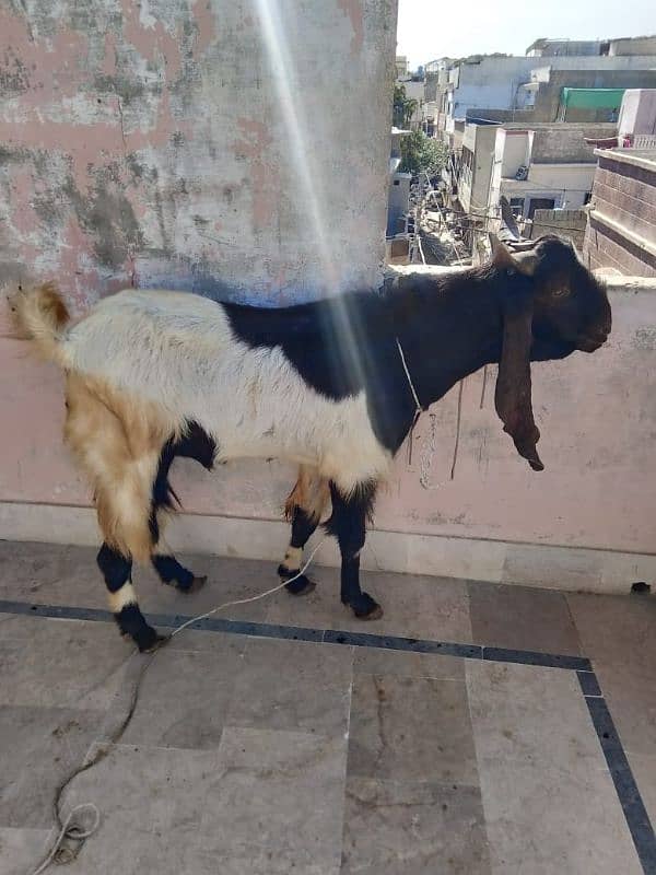 Goat (Bakra) 6 Daant 4