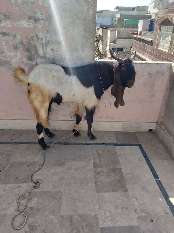 Goat (Bakra) 6 Daant 5