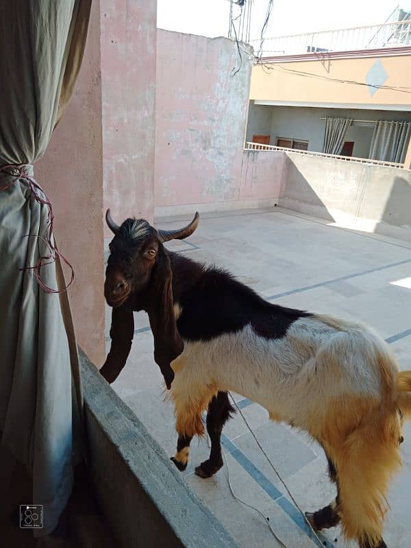 Goat (Bakra) 6 Daant 6