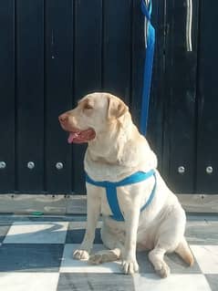 Labrador Female