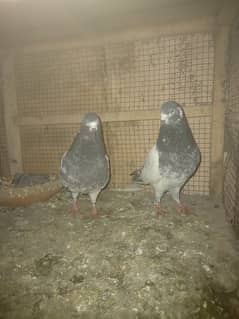 pigeon and cages for sale