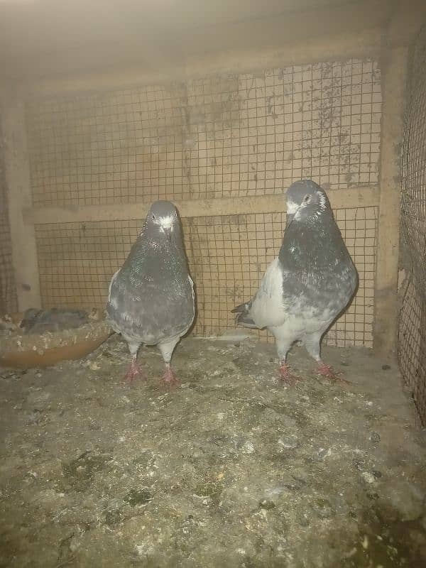 pigeon and cages for sale 0