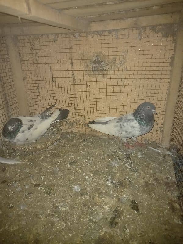 pigeon and cages for sale 1