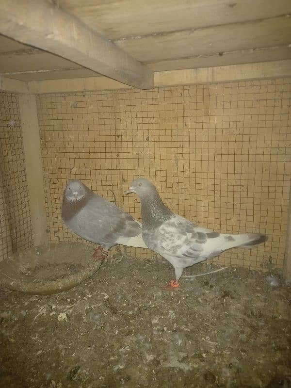 pigeon and cages for sale 2