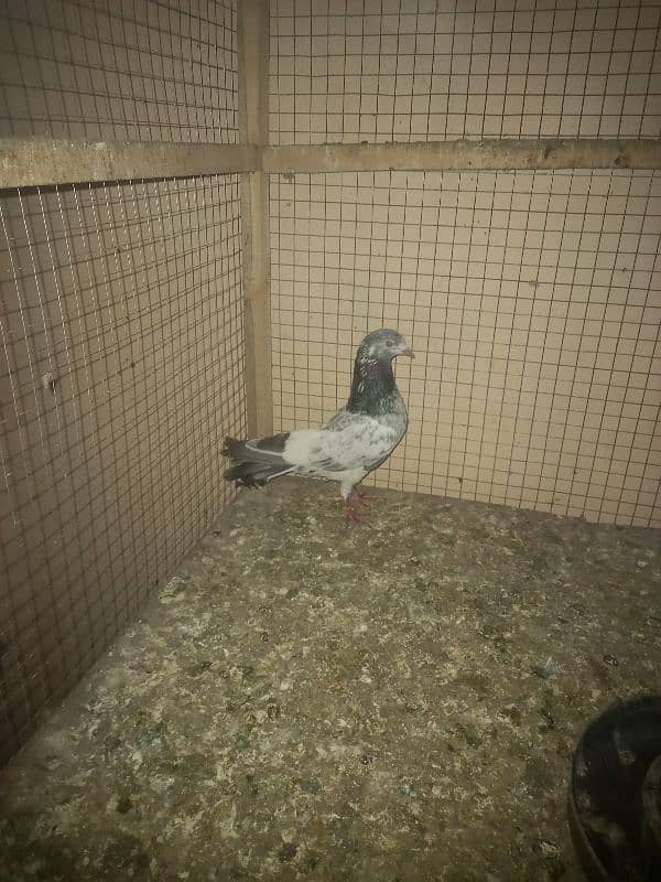 pigeon and cages for sale 3