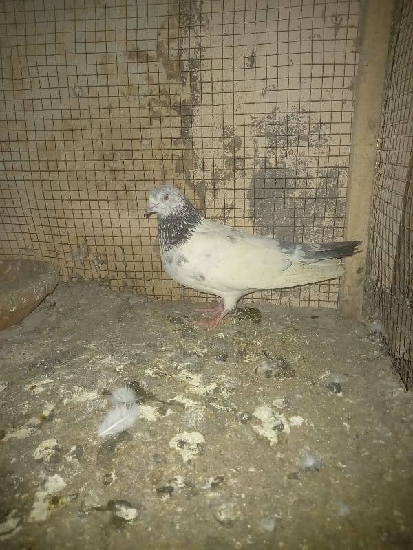 pigeon and cages for sale 4