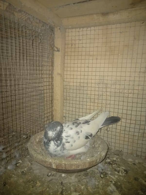 pigeon and cages for sale 5