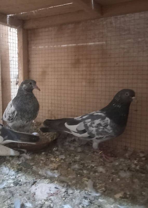 pigeon and cages for sale 6