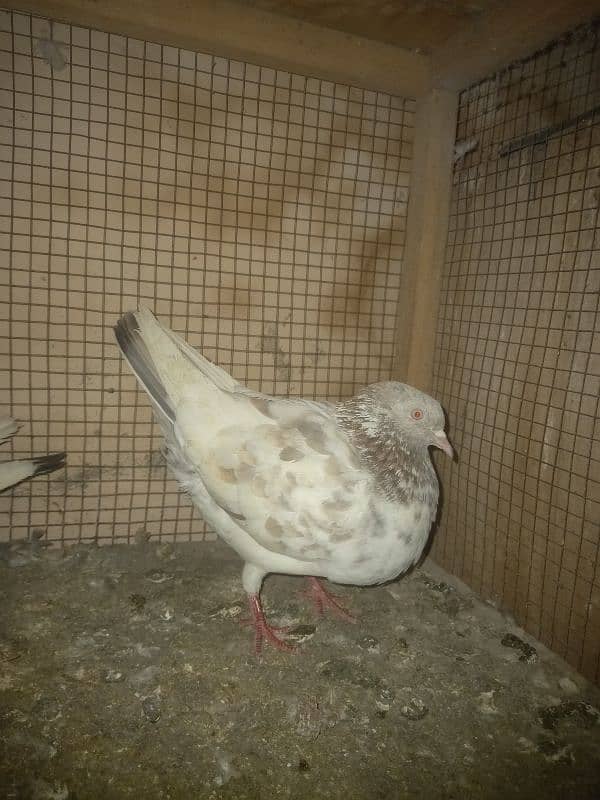 pigeon and cages for sale 7