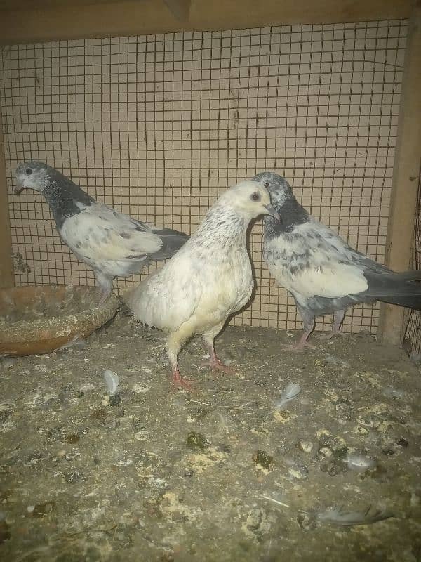 pigeon and cages for sale 8