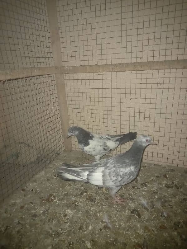 pigeon and cages for sale 9