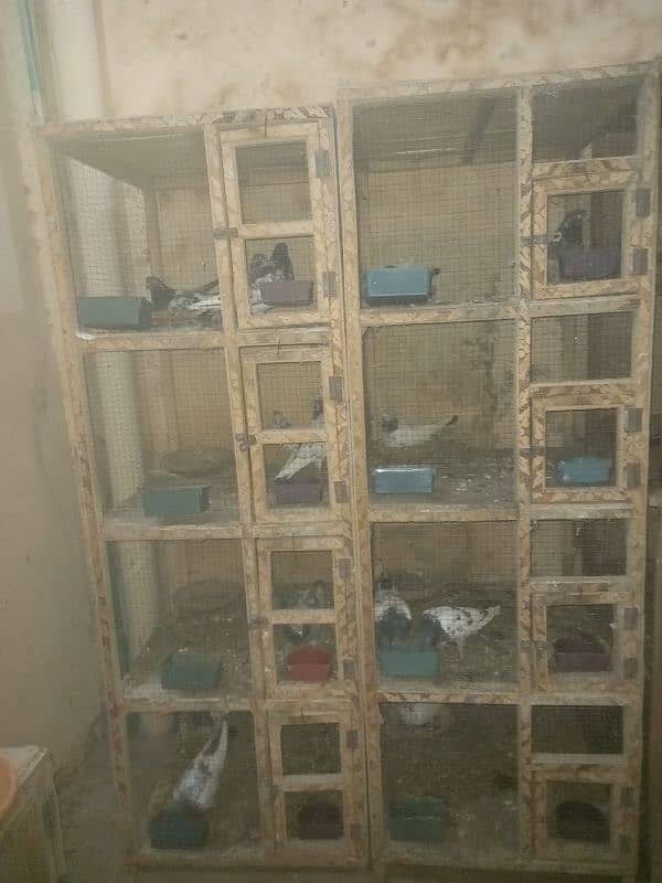 pigeon and cages for sale 10