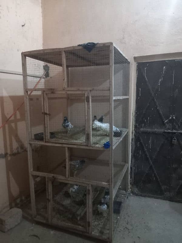 pigeon and cages for sale 11