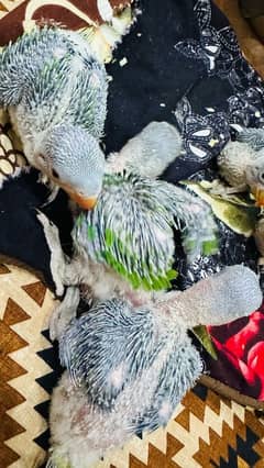 raw parrot chicks